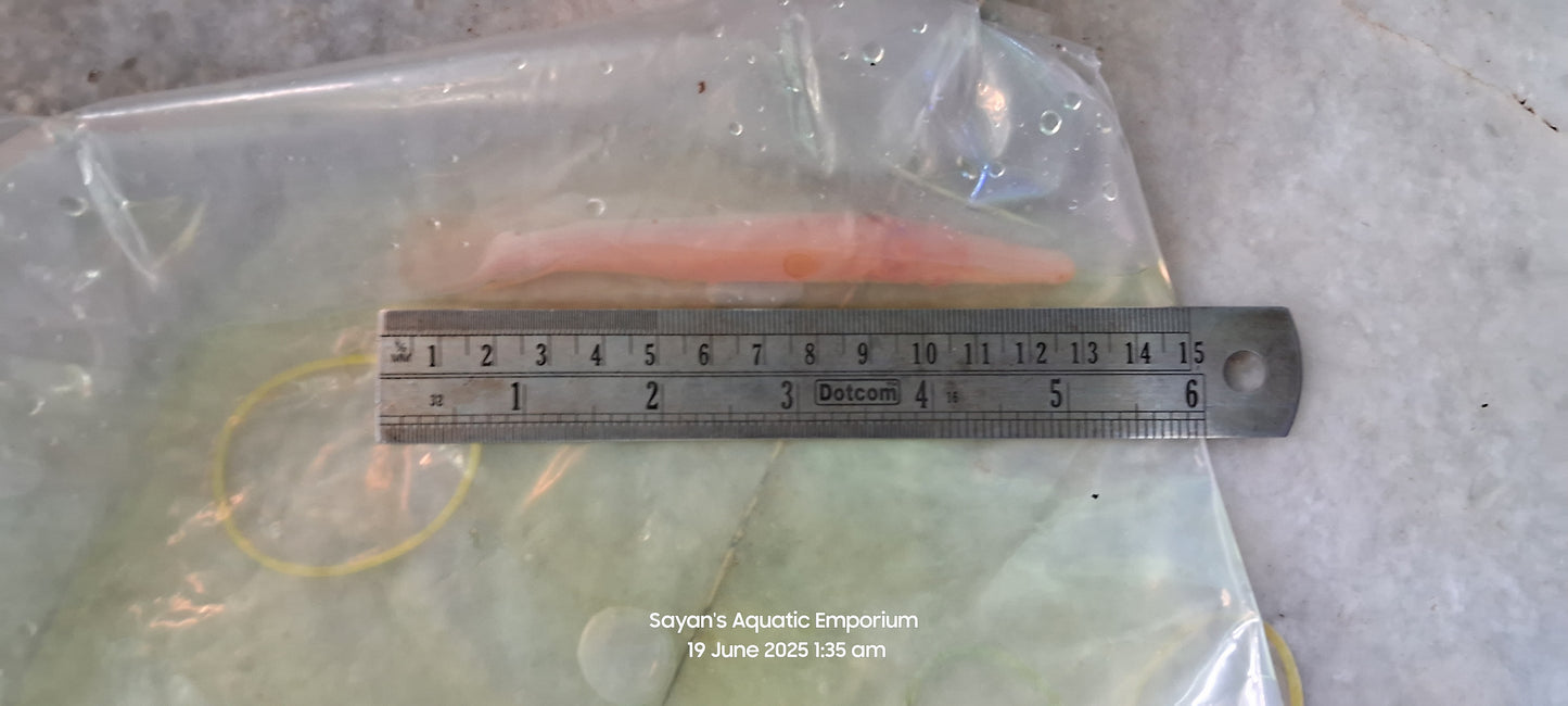 Albino Golden Alligator Gar (Atractosteus spatula)