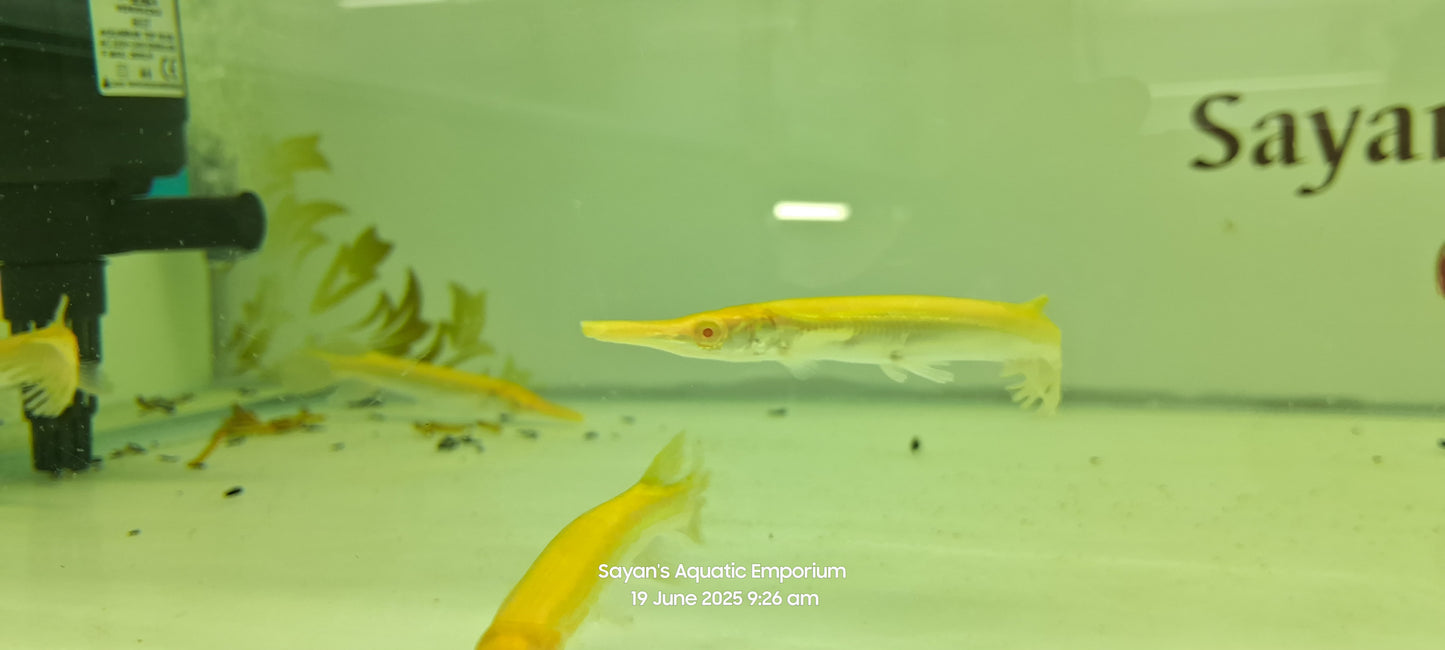 Albino Golden Alligator Gar (Atractosteus spatula)