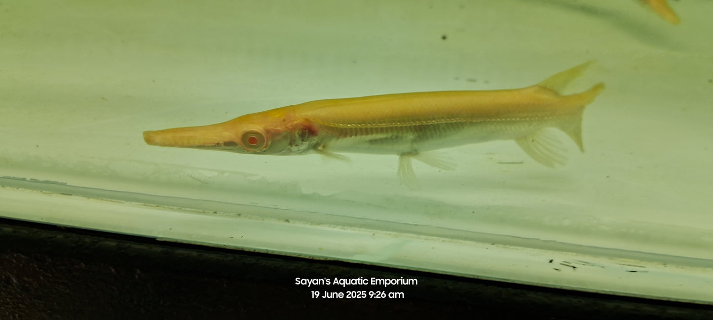 Albino Golden Alligator Gar (Atractosteus spatula)