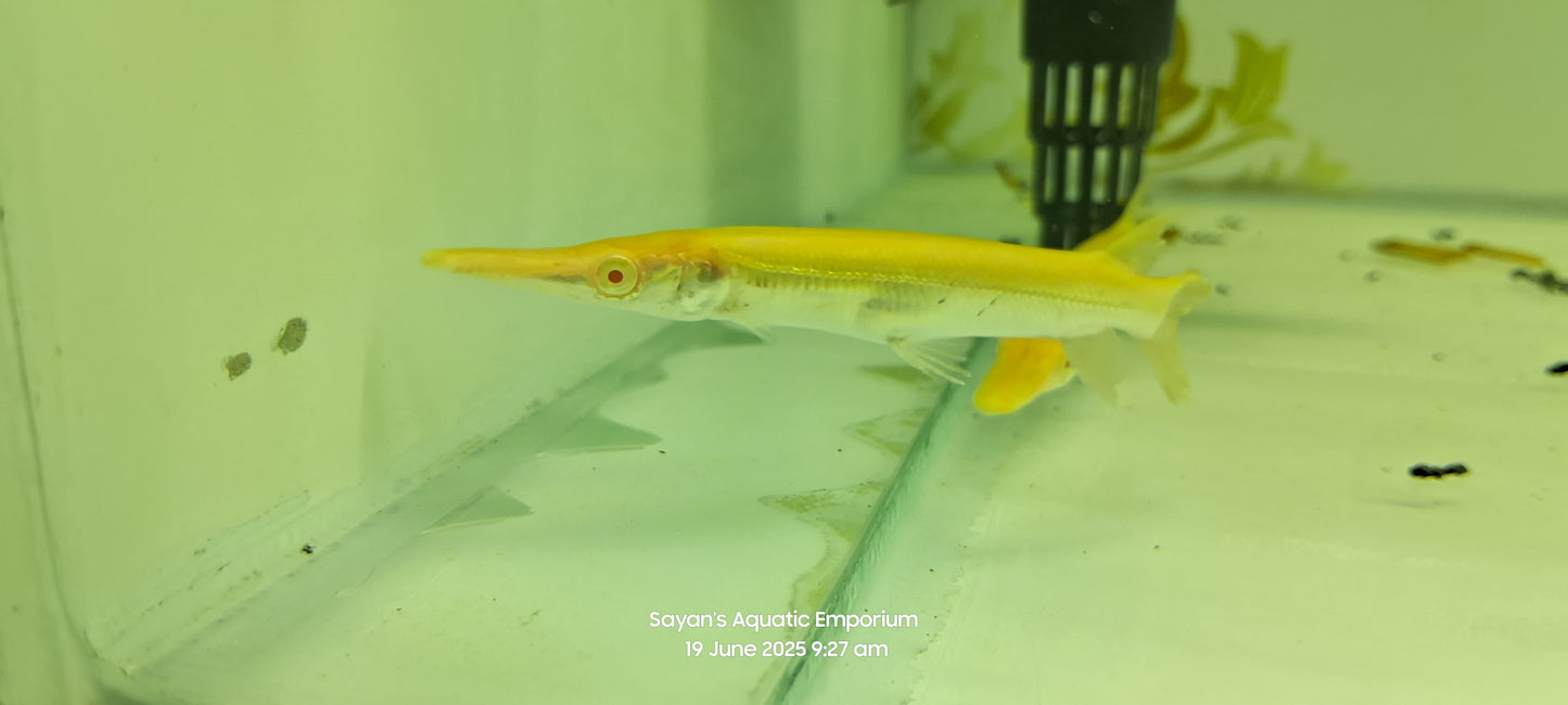 Albino Golden Alligator Gar (Atractosteus spatula)
