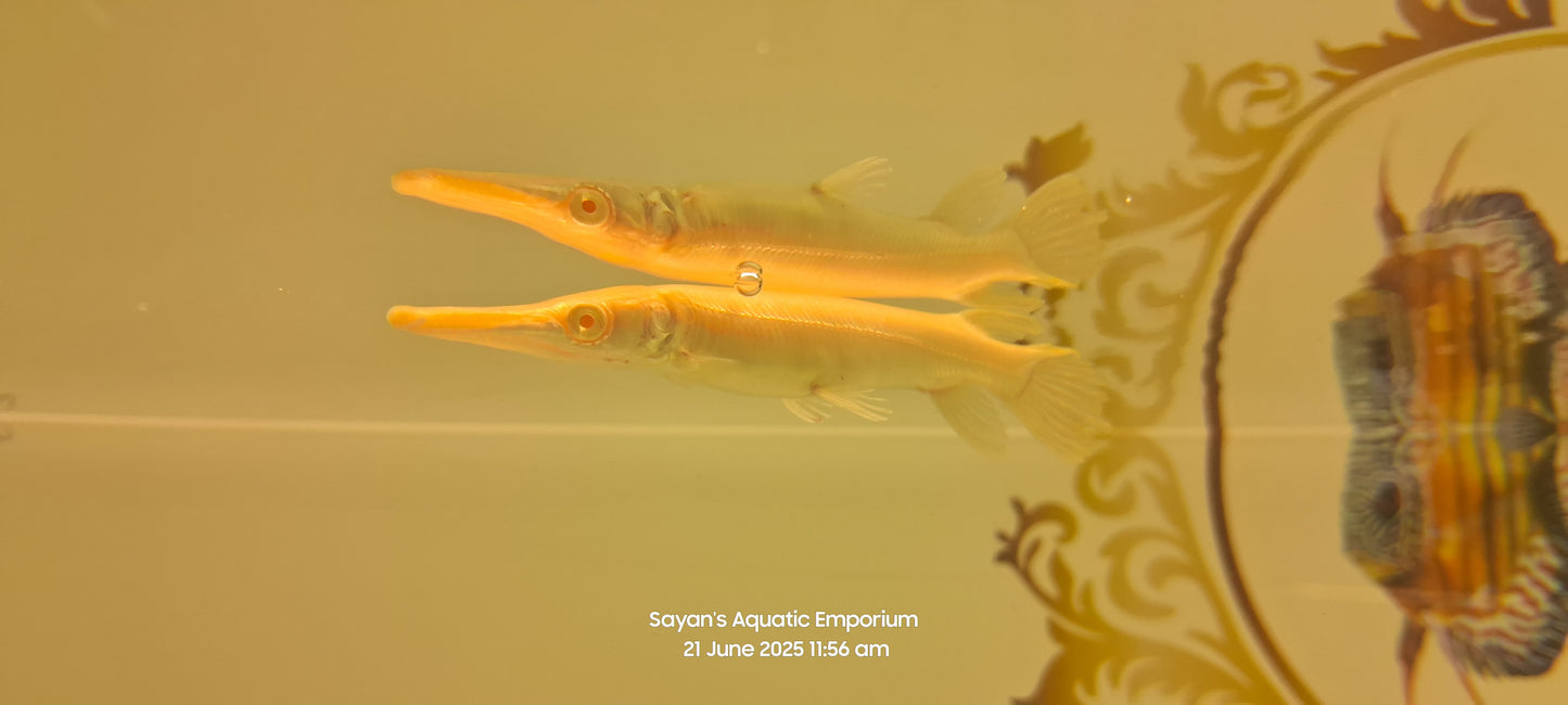 Albino Golden Alligator Gar (Atractosteus spatula)