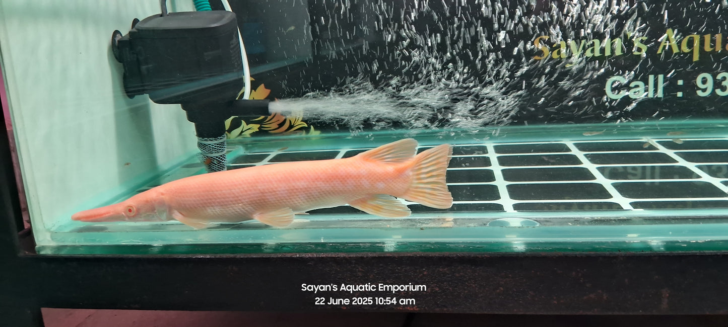 Albino Golden Alligator Gar (Atractosteus spatula)