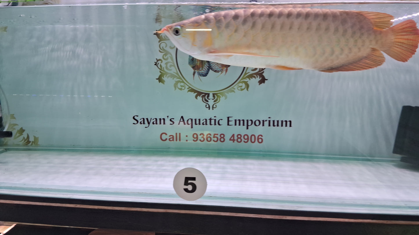 Indo Super Red Arowana (Adult)