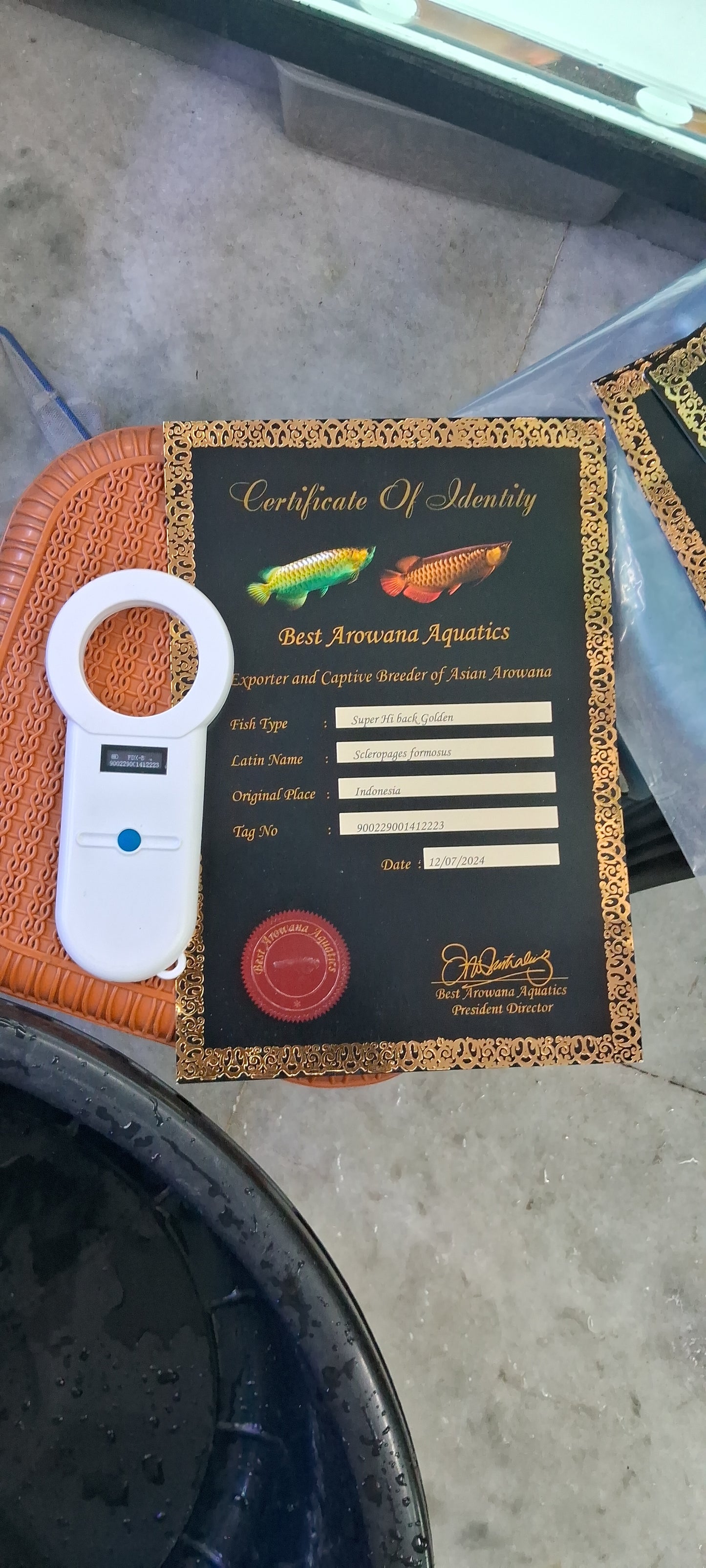 Super High Back Golden Arowana SHBG (INDONESIA)