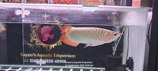 Exotic Love Tail Super Red Arowana