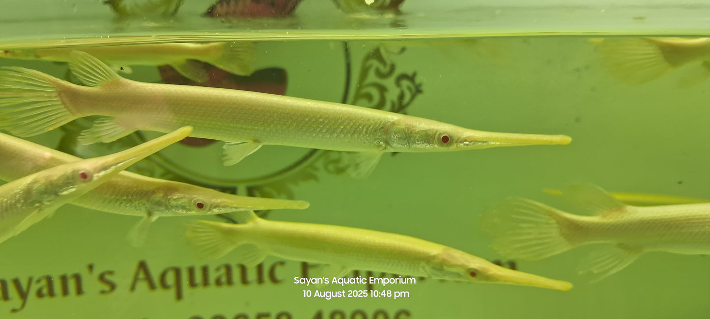 Albino Florida Gar
