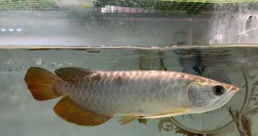 Malaysian 24K Golden Crossback Arowana