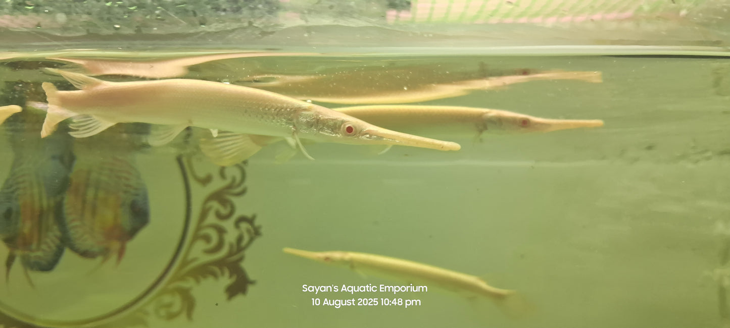 Albino Florida Gar