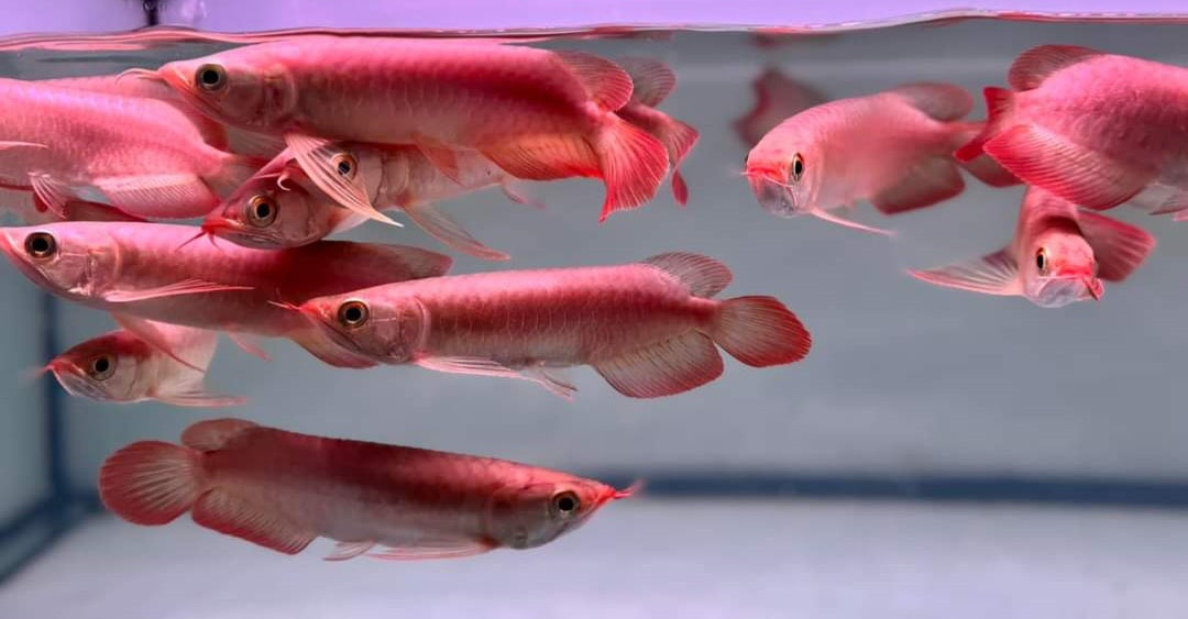 Exotic Super Red Arowana