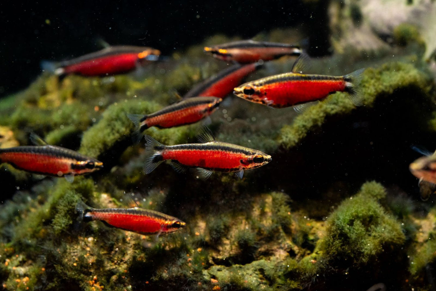 Cenepa Red Pencil Fish