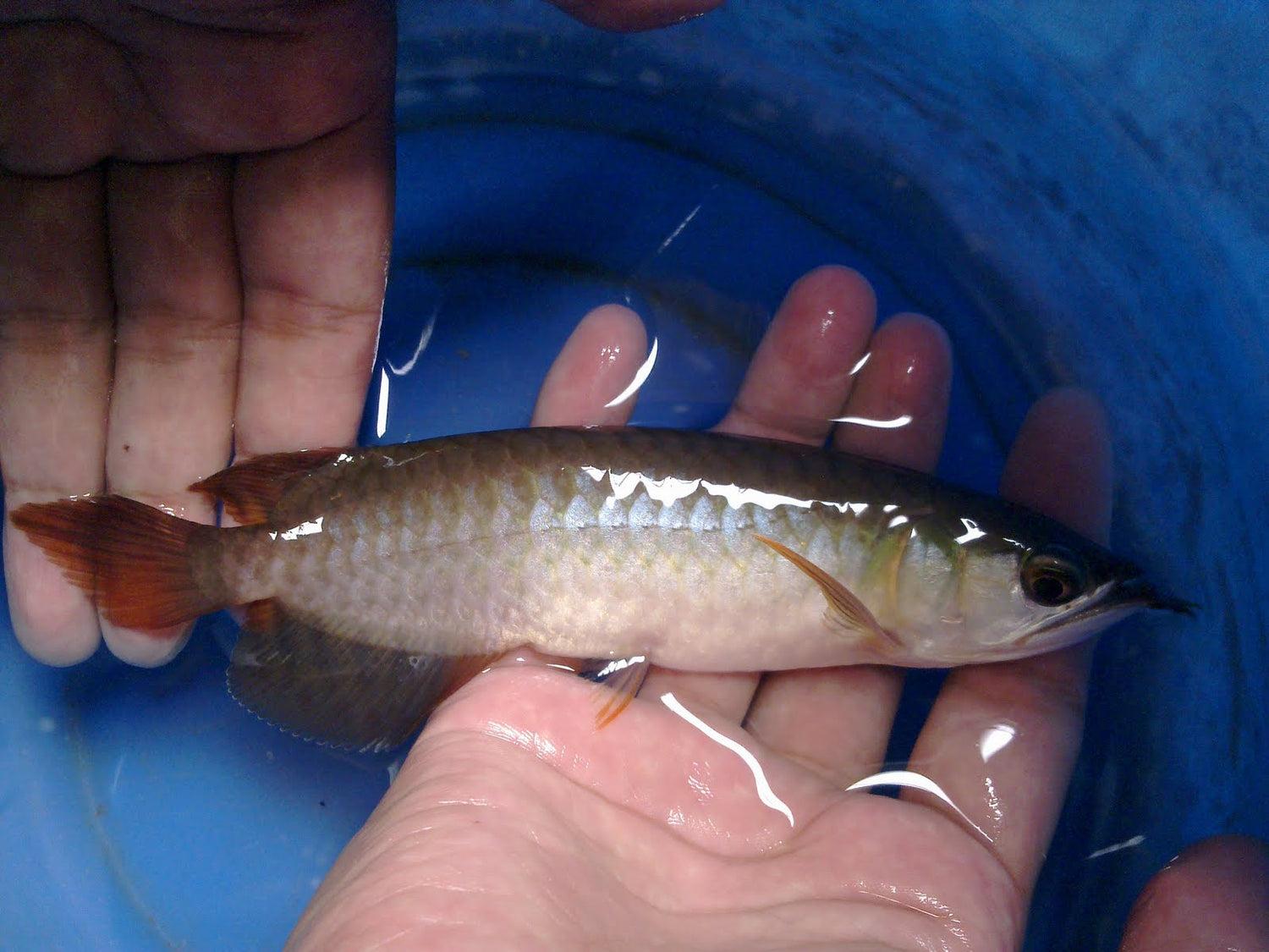 Lee Oriental Fish Farm (Singapore)