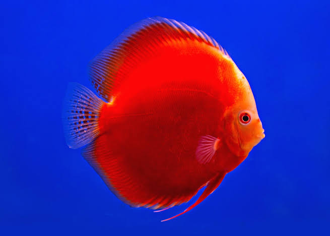 Discus