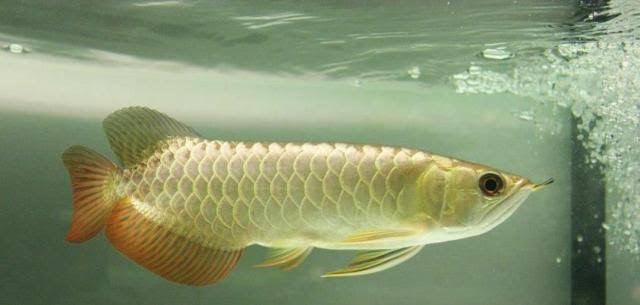 Malaysian Golden Arowana (MGA)