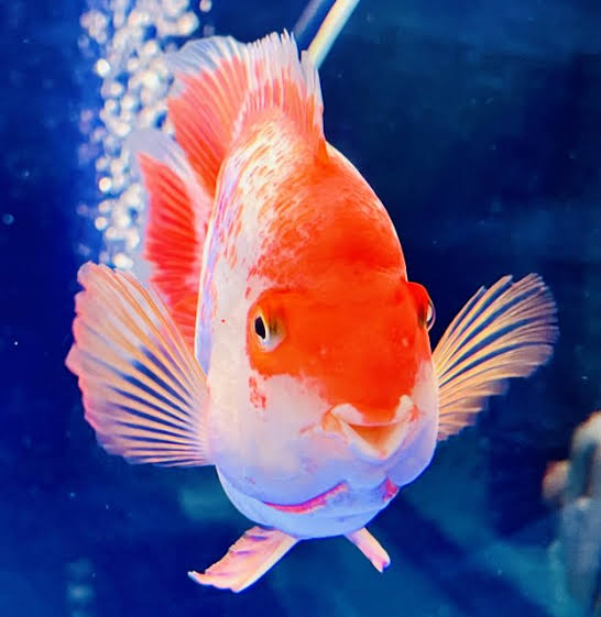 Santa Parrot Fish