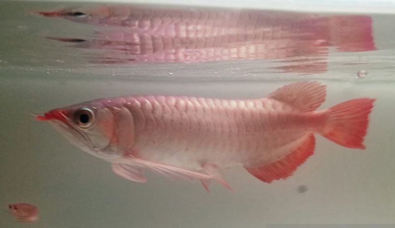 PT Arowana Premium (Indonesia)