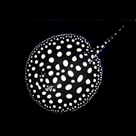 Fresh Water Stingrays