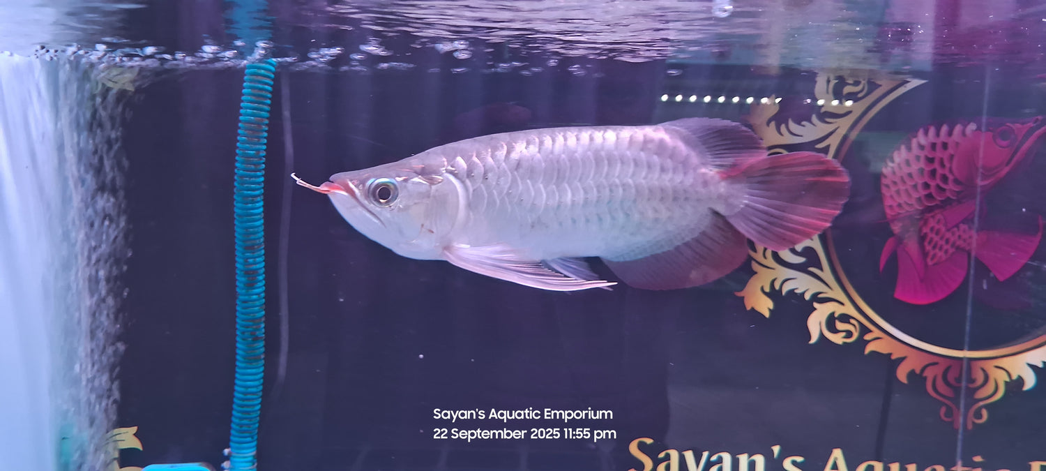 Exotic Short Body Short King Super Red Arowana