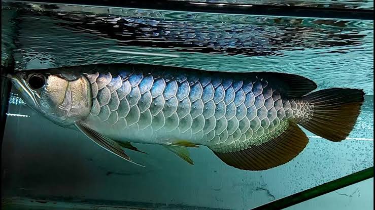 Malaysian Blue Bass Golden Arowana (MGBB)