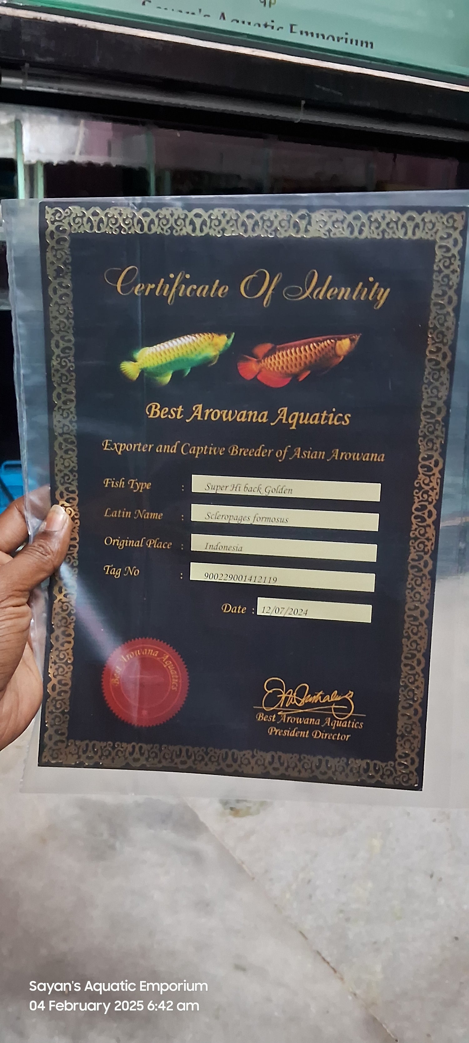Best Arowana Aquatic