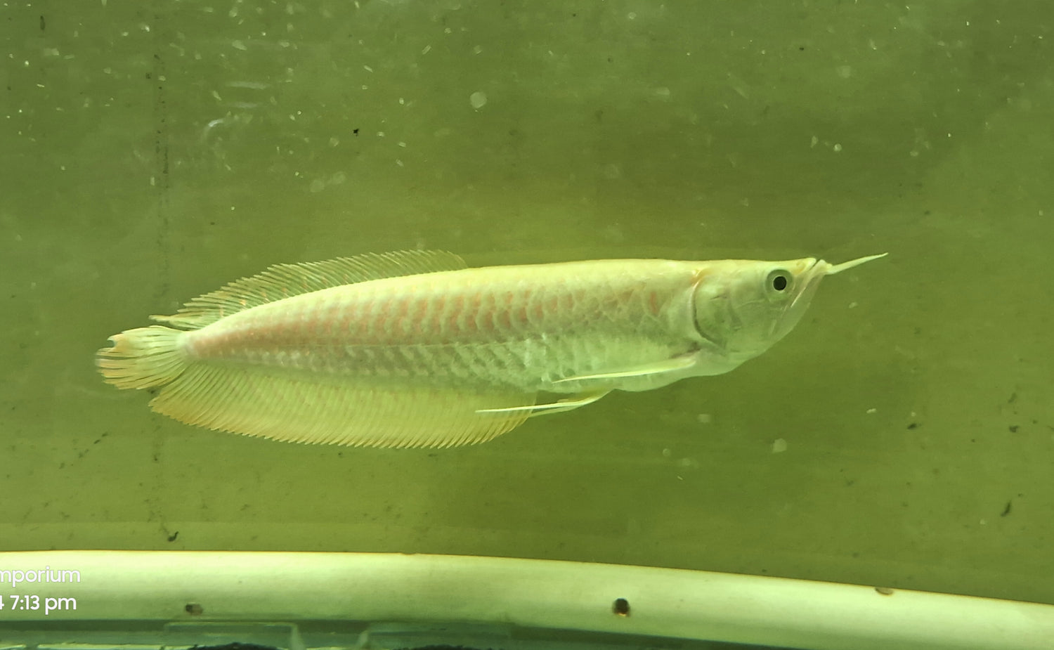 Albino & Silver Arowanas'