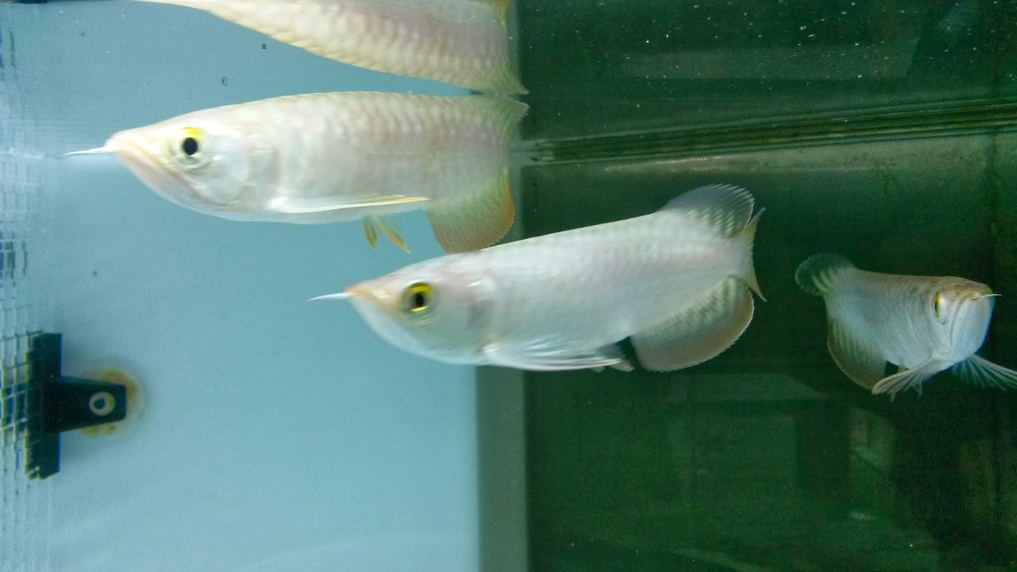 Super High Back Golden Arowana (SHBG)