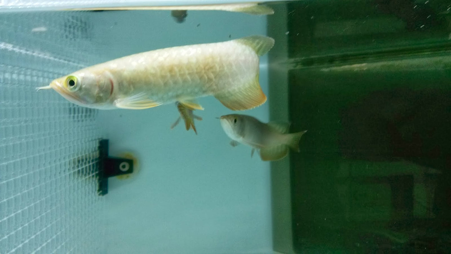 Super High Back Golden Arowana (SHBG)