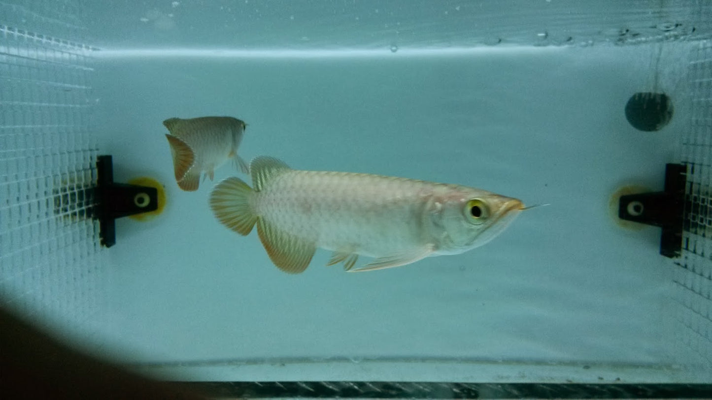 Super High Back Golden Arowana (SHBG)