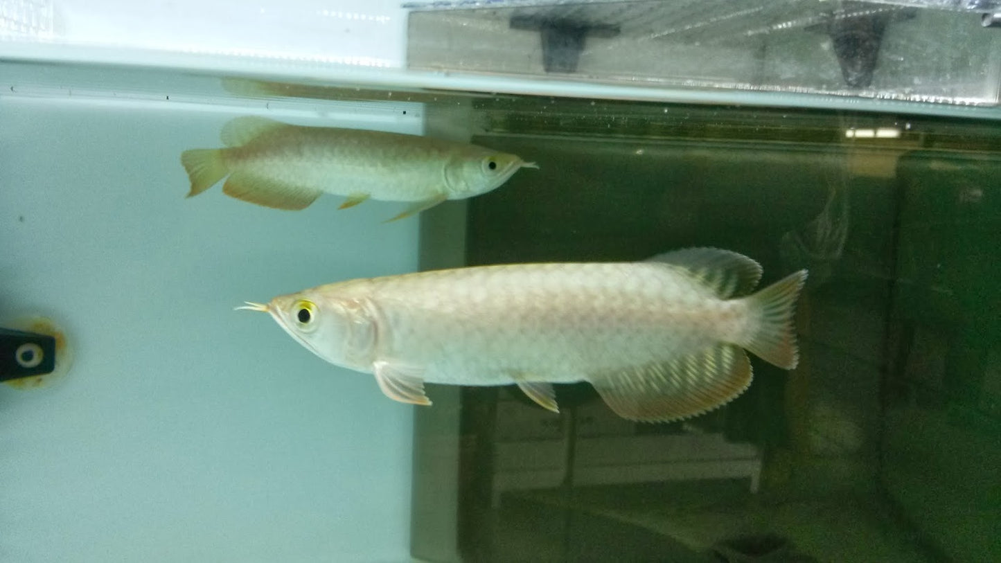 Super High Back Golden Arowana (SHBG)