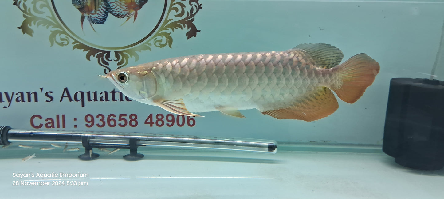 High Back Golden Arowana (HBG)