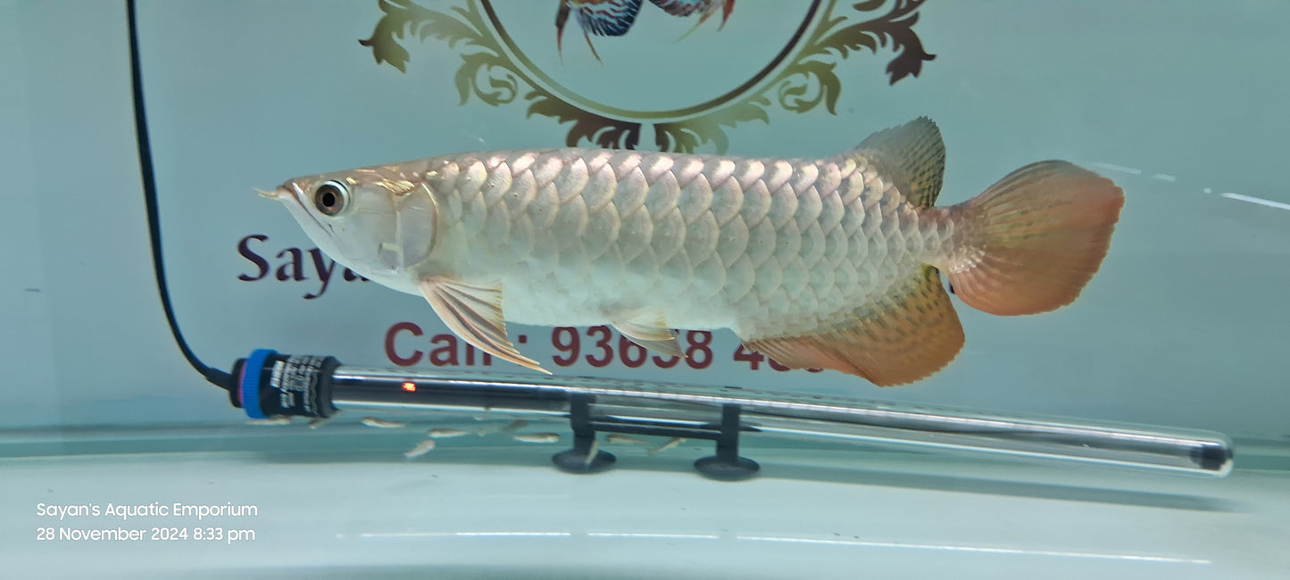 High Back Golden Arowana (HBG)