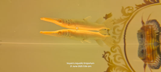 Albino Golden Alligator Gar (Atractosteus spatula)