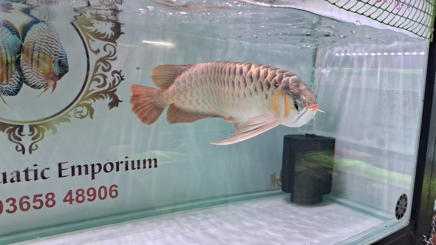 Indo Super Red Arowana (Adult)