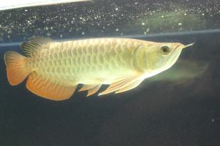 Malaysian Golden Arowana (MGA)