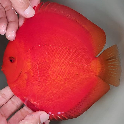 Discus (Red) Mellon, White Face Red, RGD.