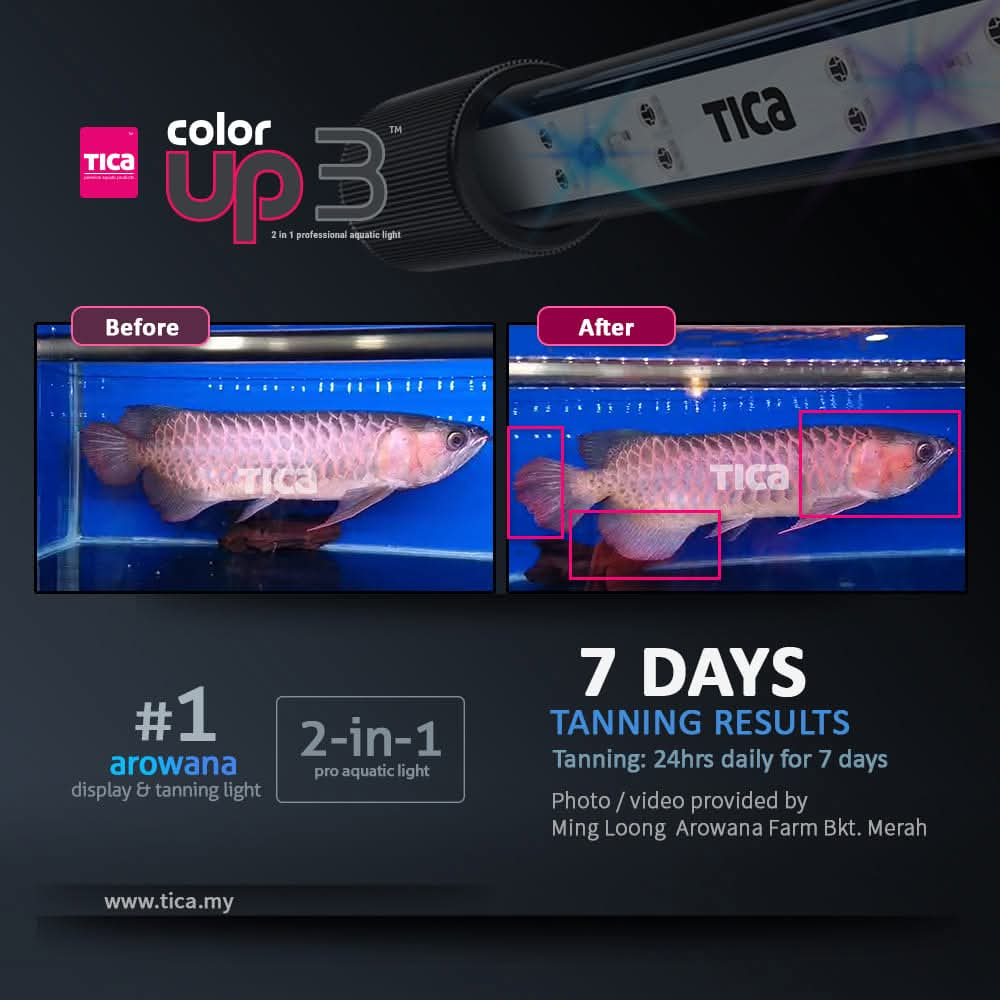 Tica Color Up 3  (2-IN-1 Pro Aquatic Viewing & Tanning Light)