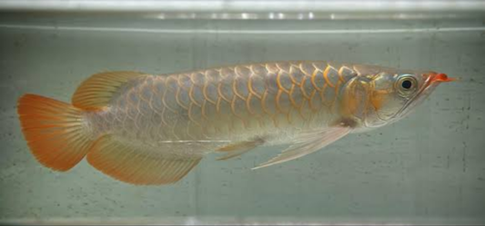 Super Chilli Red Arowana