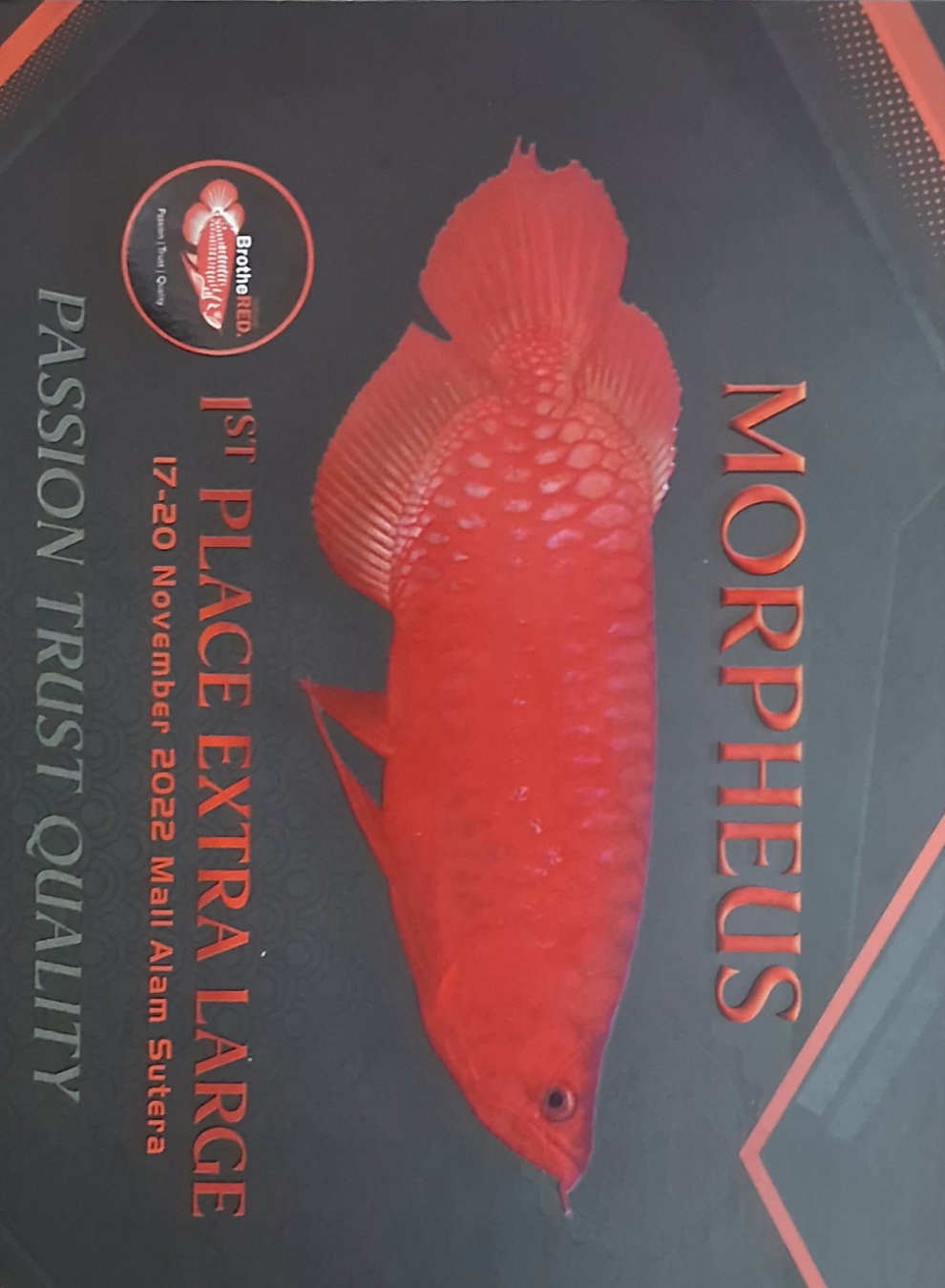 Super Blood Red Arowana