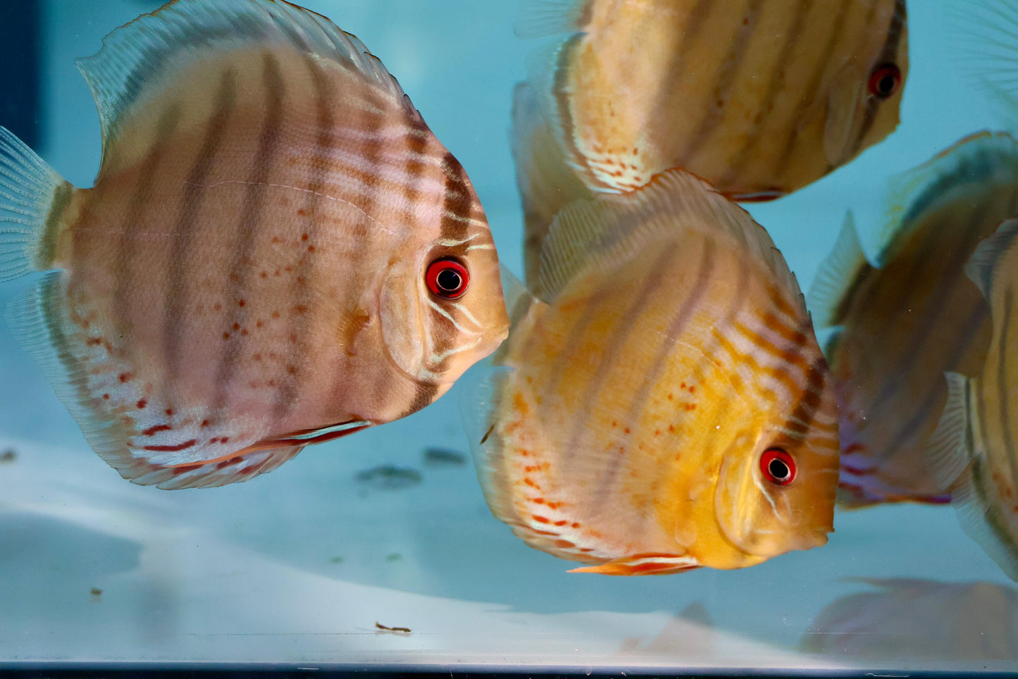 Red Spotted Green Discus Wild (F0)