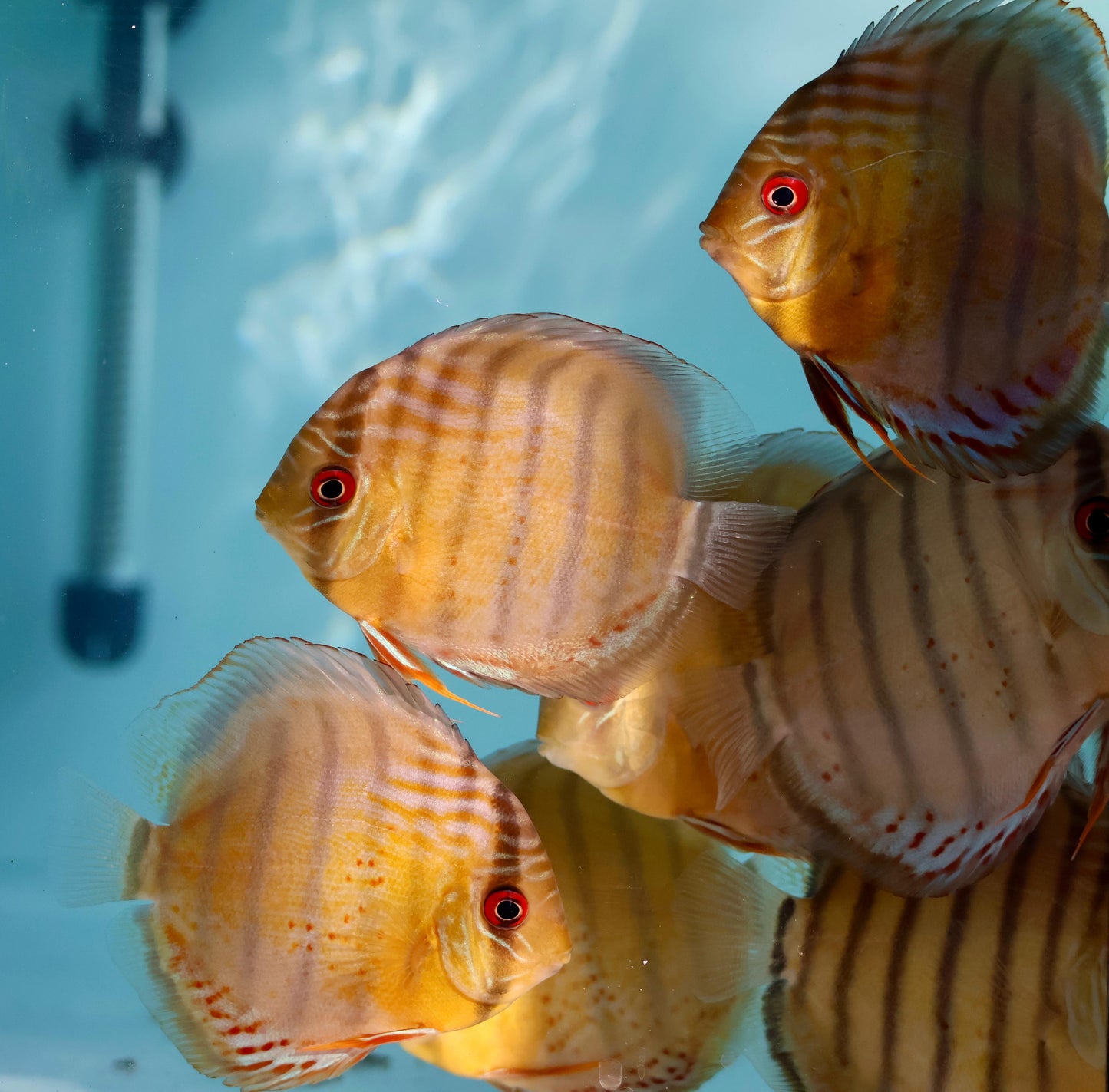 Red Spotted Green Discus Wild (F0)