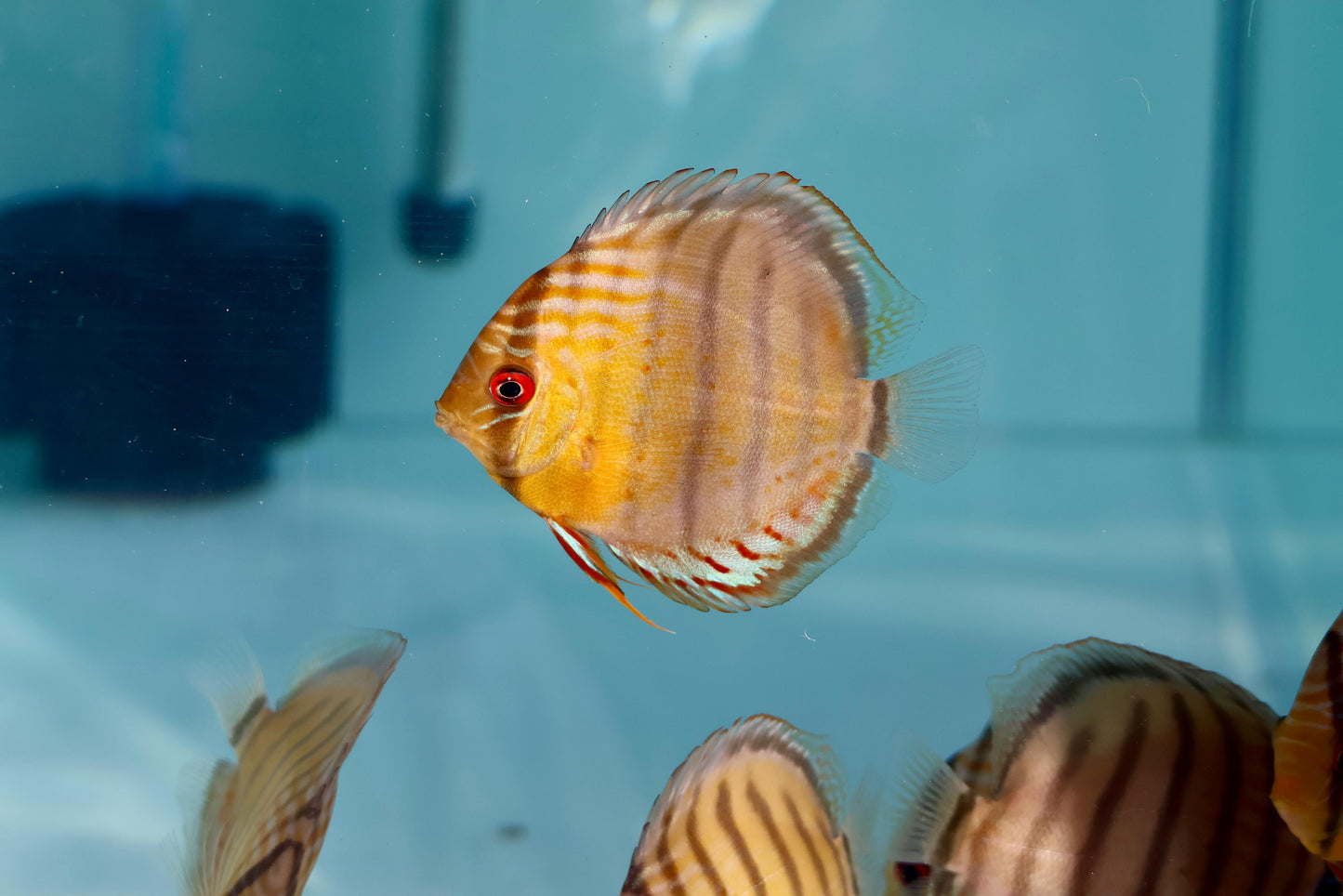 Red Spotted Green Discus Wild (F0)