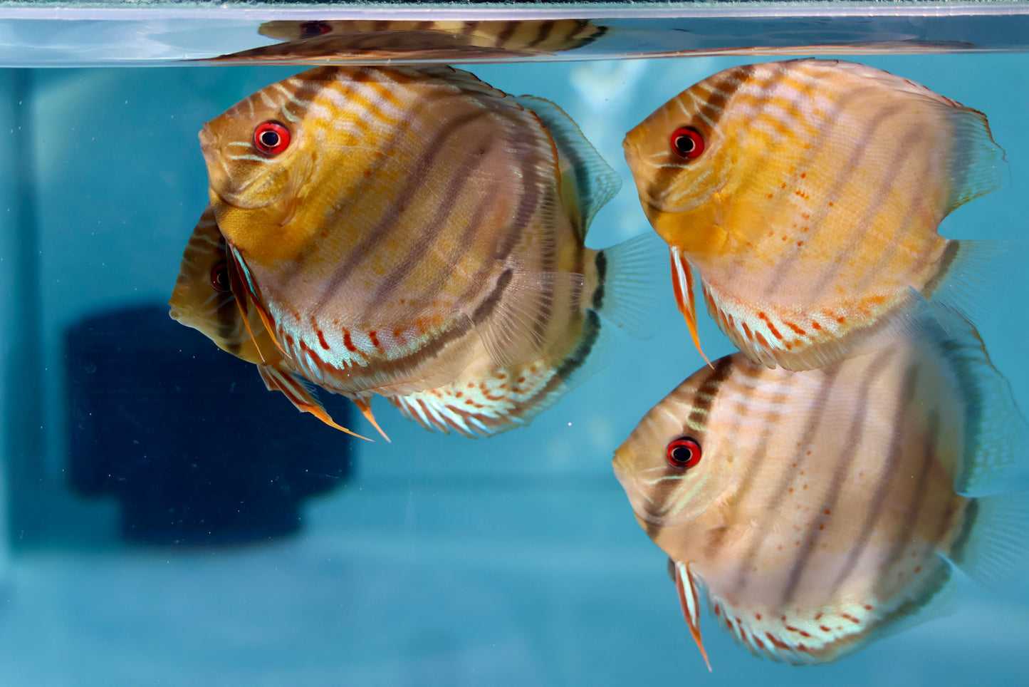 Red Spotted Green Discus Wild (F0)