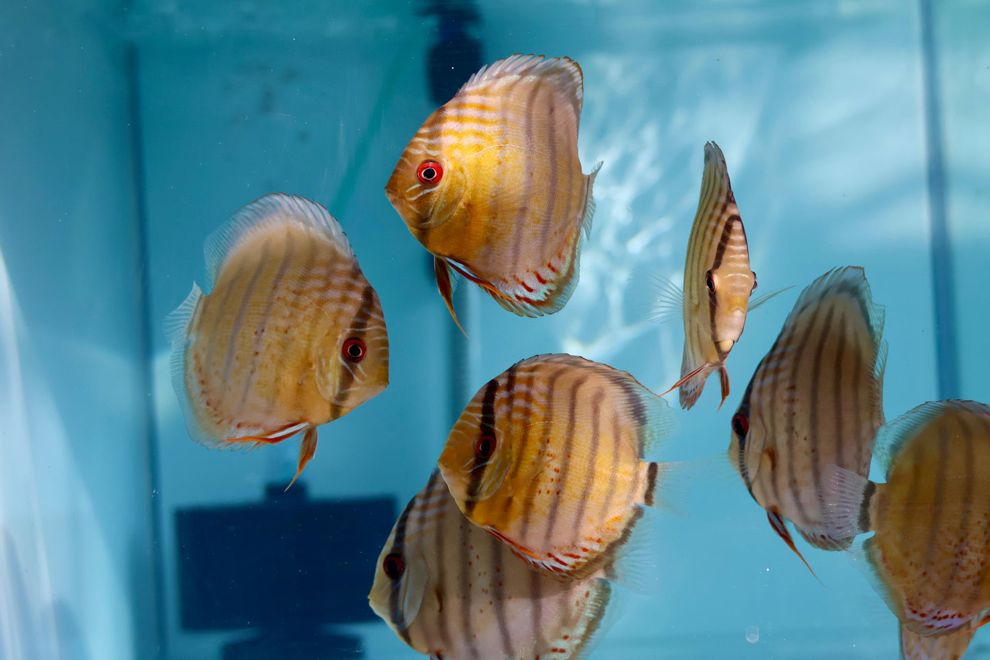 Red Spotted Green Discus Wild (F0)