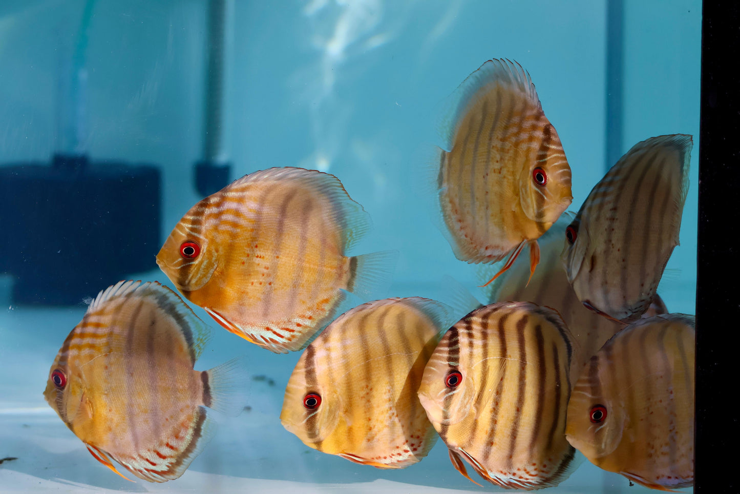 Red Spotted Green Discus Wild (F0)