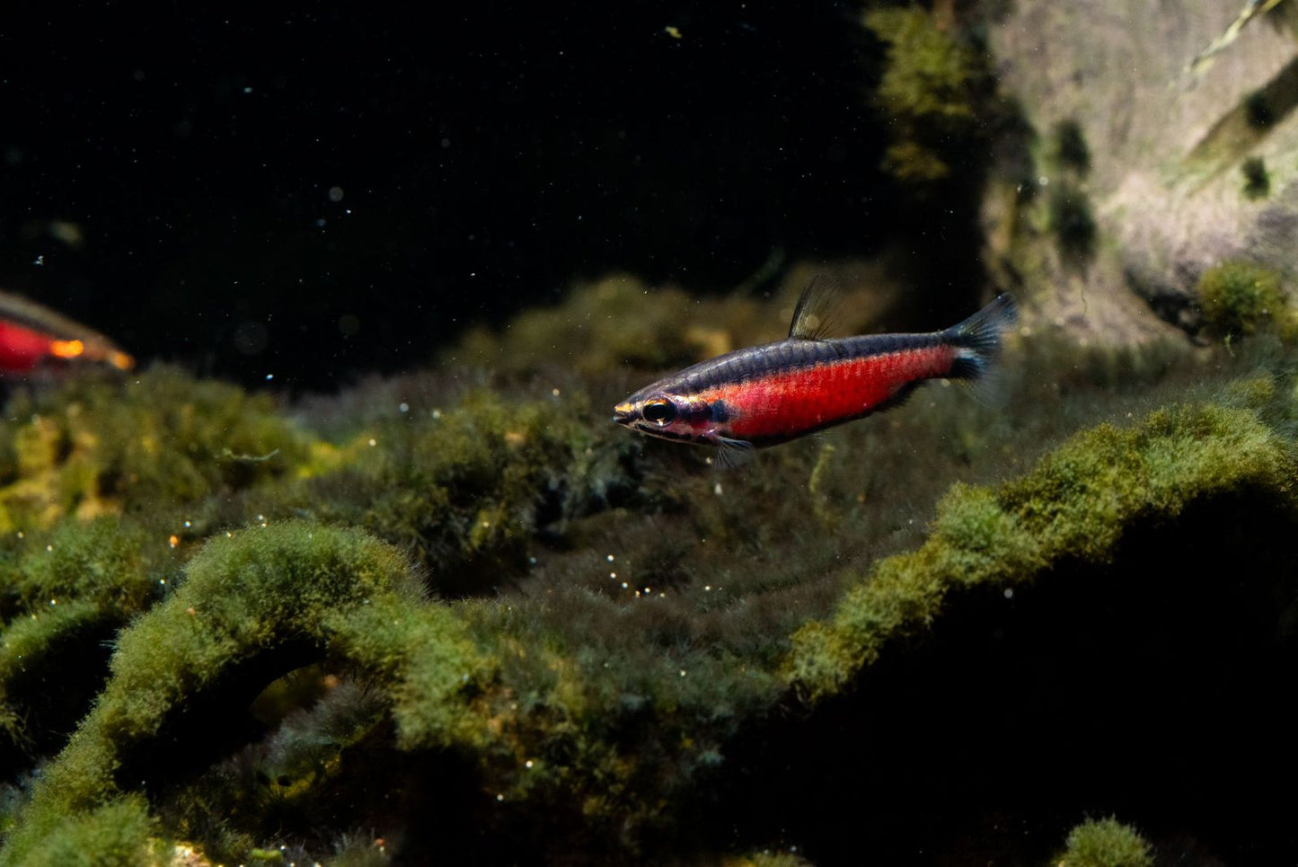 Cenepa Red Pencil Fish