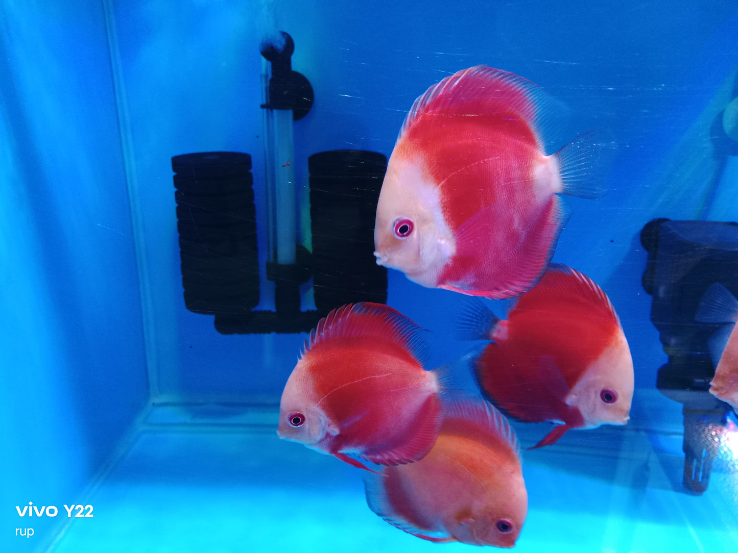 Discus (Red) Mellon, White Face Red, RGD.