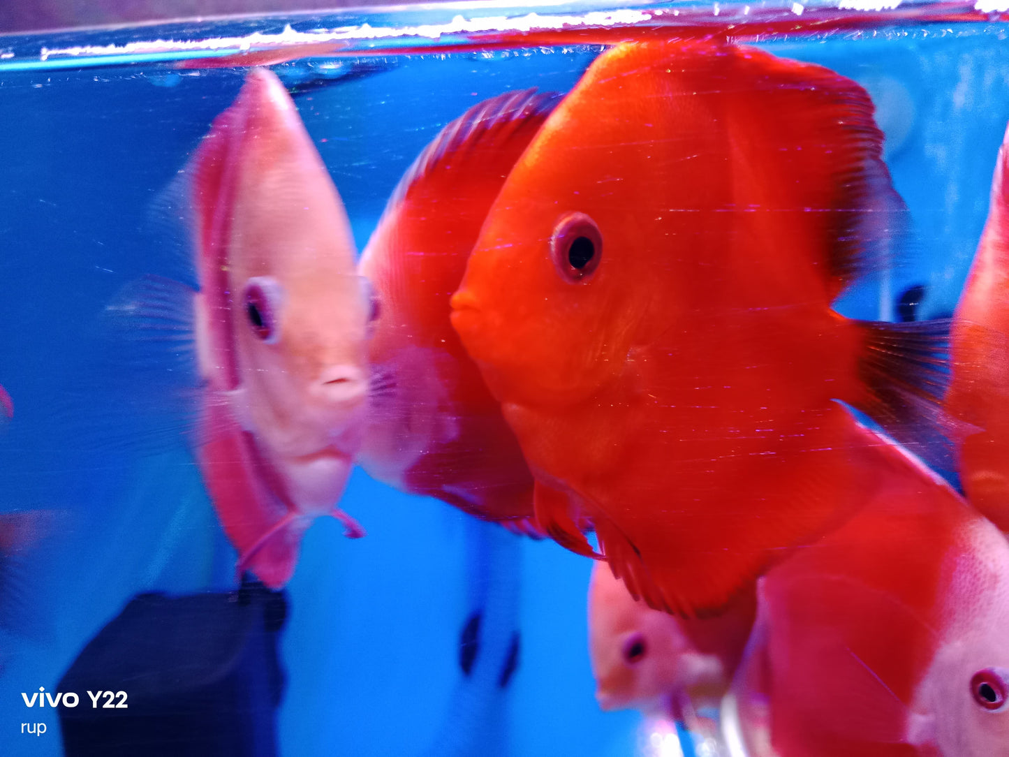 Discus (Red) Mellon, White Face Red, RGD.