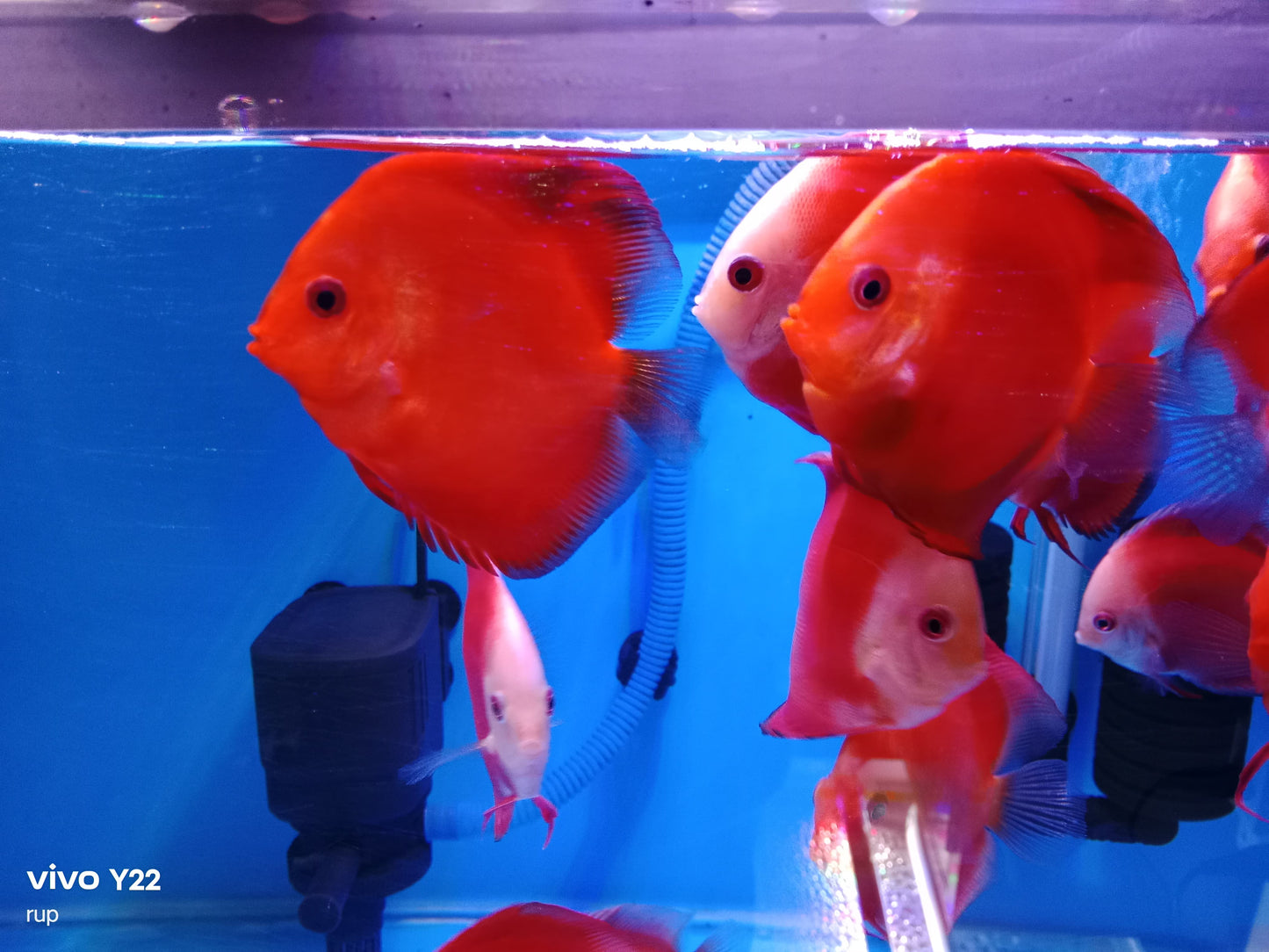 Discus (Red) Mellon, White Face Red, RGD.