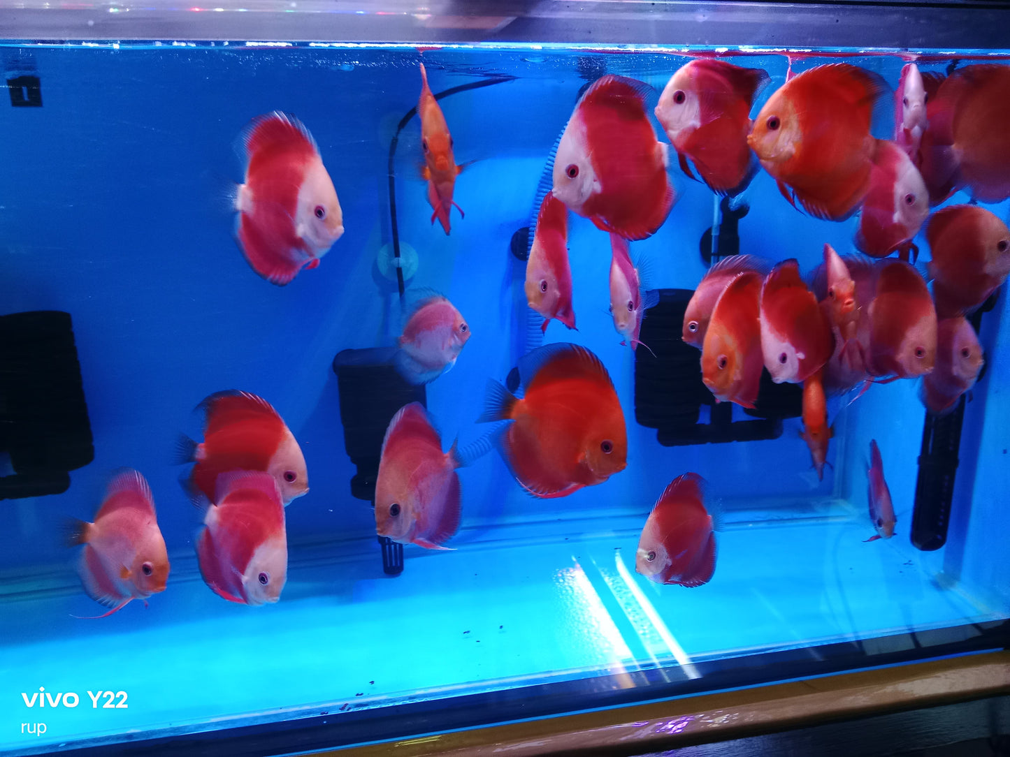 Discus (Red) Mellon, White Face Red, RGD.