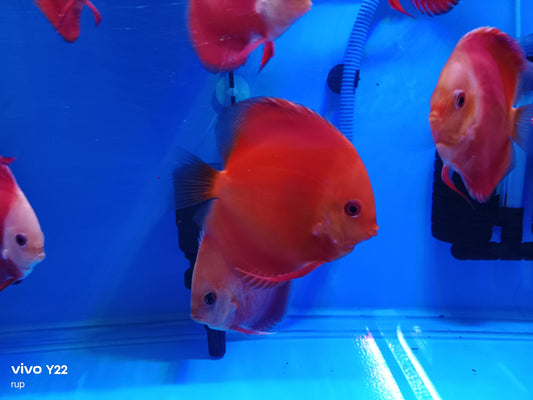 Discus (Red) Mellon, White Face Red, RGD.