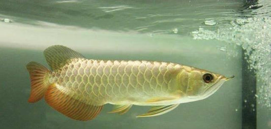 Malaysian Golden Arowana (MGA)